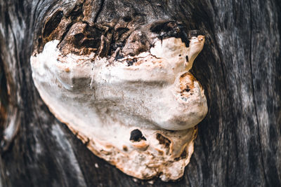 High angle view of animal on rock