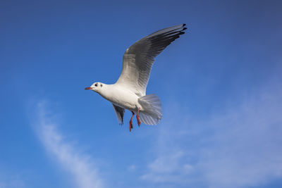 Low angle view of seagull flying in sky