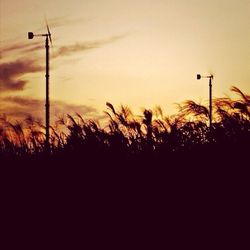 Silhouette plants at sunset