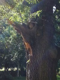 Low angle view of tree in forest