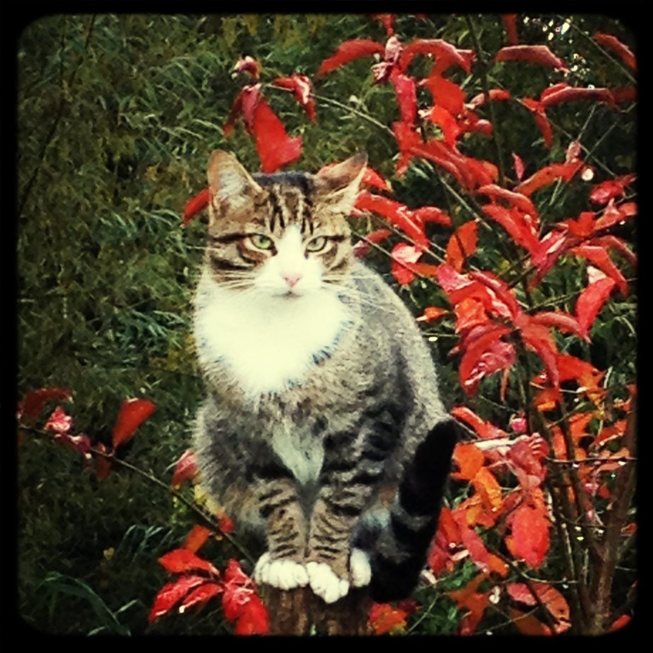 domestic cat, pets, cat, domestic animals, animal themes, one animal, transfer print, feline, mammal, red, auto post production filter, looking at camera, whisker, portrait, plant, sitting, close-up, high angle view, front or back yard, growth