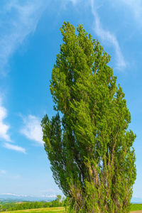 Low angle view of tree against sky