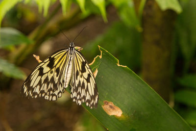 Close-up of butterfly pollinating flower