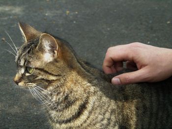 Close-up of hand with cat