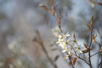 Close-up of cherry blossoms in spring