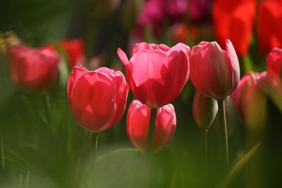 Close-up of pink tulips on field