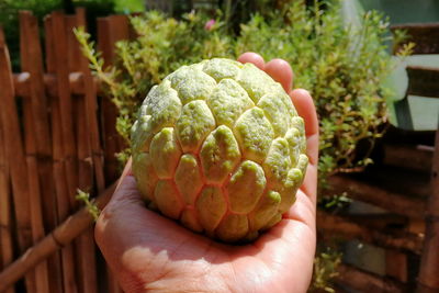 Close-up of hand holding fruit