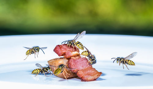 A swarm of wasps flies on a plate and eats fried meat