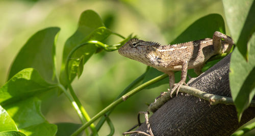 Close-up of lizard on leaf