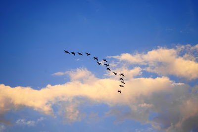 Low angle view of birds flying in sky