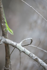 Close-up of lizard on branch