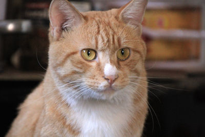 Close-up portrait of tabby cat