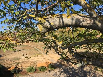 View of tree on field