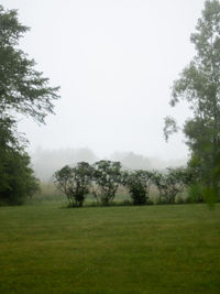 Trees on field against sky