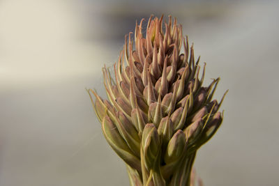 Close-up of flowering plant