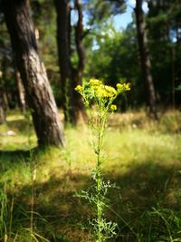 Close-up of yellow flower growing on field