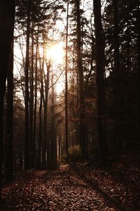 Trees in forest against sky