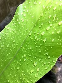 Close-up of wet leaf