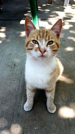 Portrait of cat standing on floor