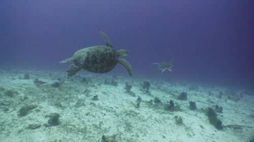 Close-up of turtle swimming in sea