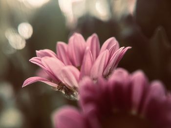 Close-up of pink flower