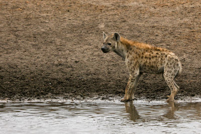 A spotted hyena at a waterhole in etosha, a national park of namibia