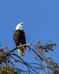 Low angle view of bird perching on branch against blue sky