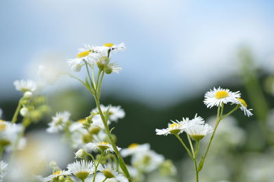 Close-up of fresh white daisy flowers