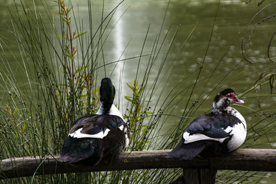 Two birds in a lake