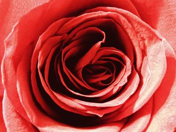 Close-up of red rose