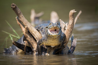 Yacare caiman with mouth open on tree trunk in lake