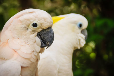 Close-up of parrot