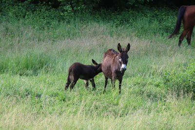 Horses in a field