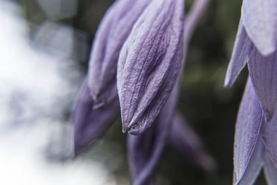 Close-up of purple flowering plant