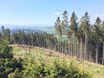Pine trees in forest against sky