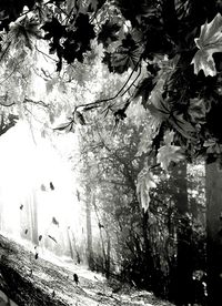 Trees against sky