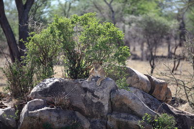 Lion lying on rock by plant