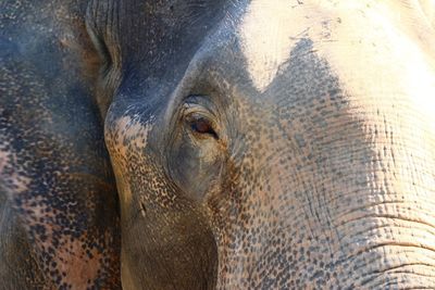 Close-up of elephant