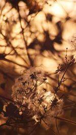 Close-up of insect against blurred background