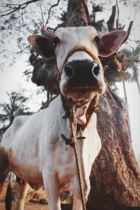 Close-up of cow