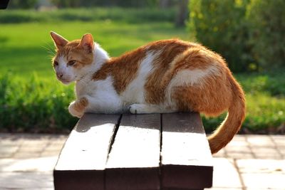 View of a cat lying on wood