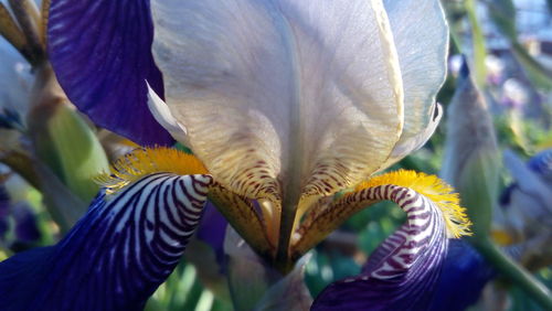 Close-up of flower blooming outdoors