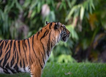 Close-up of tiger on grass field