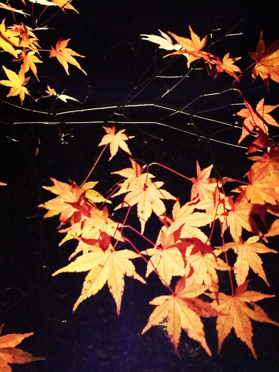 autumn, leaf, change, leaves, season, night, maple leaf, orange color, close-up, branch, dry, no people, nature, red, leaf vein, outdoors, illuminated, natural pattern, full frame, low angle view