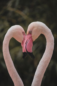 Two flamingos forming a heart shape