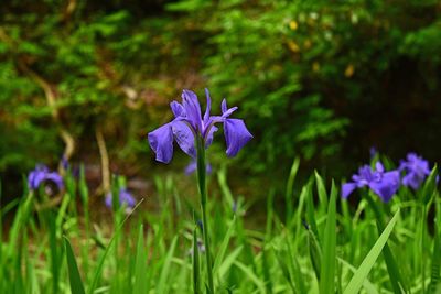 Close-up of purple iris flower on field
