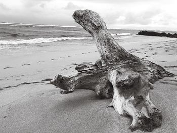 Dead tree on beach against sky