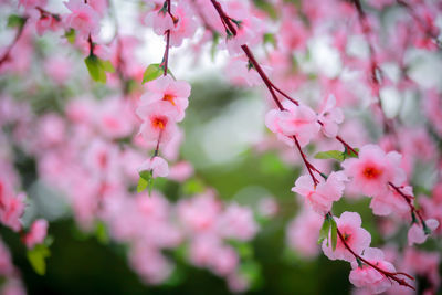 Close-up of pink cherry blossoms in spring