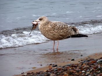 Seagull holding prey and perching on wet shore
