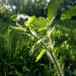 Close-up of green plant